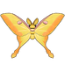 Moon Moth