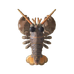 True Lobster
