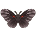 Empress Butterfly