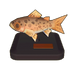 Rainbow Trout Model