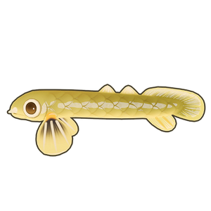Ropefish Icon.png