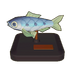 Green Pilchard Model