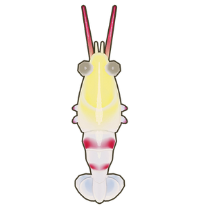 Banded Coral Shrimp Icon.png