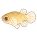 Mosquitofish