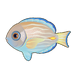 Blue Tang