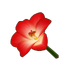 Red Amaryllis