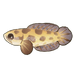 Dark Snakehead
