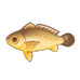 Large Yellow Croaker