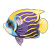 Emperor Angelfish