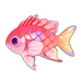 Pink Square Anthias