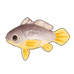 Small Yellow Croaker