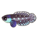 Blackfin Pearlfish