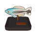 Four-Line Wrasse Model