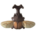 Kabuto Beetle
