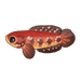Redmoon Snakehead