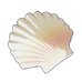 Broken Seashell