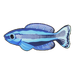 Four-Line Wrasse