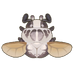 Goliath Beetle