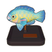 Blue Trim Parrotfish Model