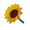 Yellow Sunflower
