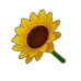Yellow Sunflower