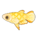 Golden Wonder Killifish