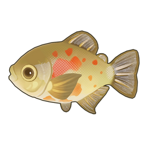 Orange-Blotched Pacu Icon.png