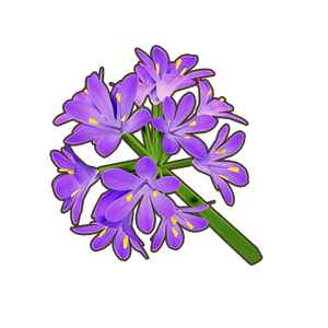 Purple Agapanthus Icon.png