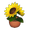 Potted Sunflower