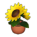 Potted Sunflower