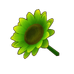 Green Sunflower