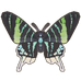 Green-Banded Urania Moth