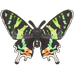 Sunset Moth