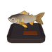 Sweetfish Model