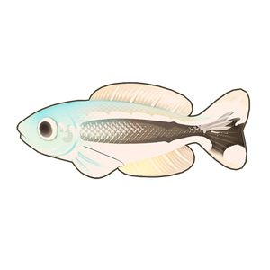 Blue Blanquillo Icon.png