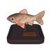 Phoenix Barb Model