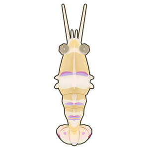 Magnificent Anemone Shrimp Icon.png