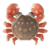 Bean-Shaped Fist Crab