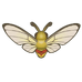 Coffee Clearwing Moth