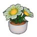 Potted Daisies
