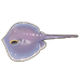 Whiptail Stingray