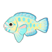 Blue Trim Parrotfish