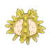 Green Sea Urchin