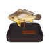 Large Yellow Croaker Model