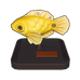 Canary Wrasse Model